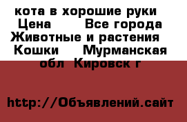 кота в хорошие руки › Цена ­ 0 - Все города Животные и растения » Кошки   . Мурманская обл.,Кировск г.